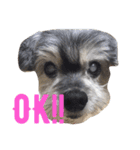 おじいちゃん犬のつぶやき（個別スタンプ：23）