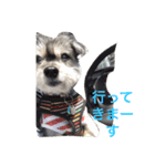 おじいちゃん犬のつぶやき（個別スタンプ：24）
