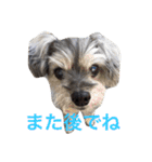 おじいちゃん犬のつぶやき（個別スタンプ：25）