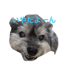 おじいちゃん犬のつぶやき（個別スタンプ：27）