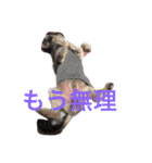 おじいちゃん犬のつぶやき（個別スタンプ：28）