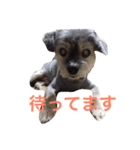 おじいちゃん犬のつぶやき（個別スタンプ：30）