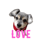 おじいちゃん犬のつぶやき（個別スタンプ：31）