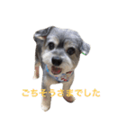 おじいちゃん犬のつぶやき（個別スタンプ：32）