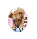 ポッキーのスタンプ（個別スタンプ：3）