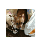 ポッキーのスタンプ（個別スタンプ：11）