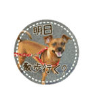 ポッキーのスタンプ（個別スタンプ：16）