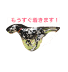 可愛い動物たちの普段使いスタンプです（個別スタンプ：1）