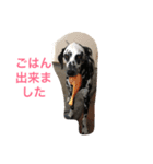 可愛い動物たちの普段使いスタンプです（個別スタンプ：5）