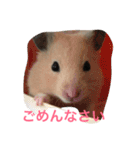 可愛い動物たちの普段使いスタンプです（個別スタンプ：6）