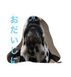 可愛い動物たちの普段使いスタンプです（個別スタンプ：7）