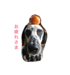 可愛い動物たちの普段使いスタンプです（個別スタンプ：9）