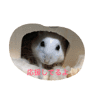 可愛い動物たちの普段使いスタンプです（個別スタンプ：10）