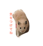 可愛い動物たちの普段使いスタンプです（個別スタンプ：11）