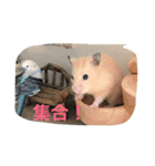 可愛い動物たちの普段使いスタンプです（個別スタンプ：12）