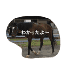 可愛い動物たちの普段使いスタンプです（個別スタンプ：13）