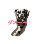 可愛い動物たちの普段使いスタンプです（個別スタンプ：14）