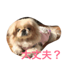 可愛い動物たちの普段使いスタンプです（個別スタンプ：15）