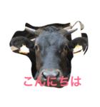 可愛い動物たちの普段使いスタンプです（個別スタンプ：16）