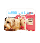 コタちゃんスタンプ（個別スタンプ：1）