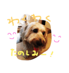 コタちゃんスタンプ（個別スタンプ：12）
