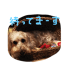 コタちゃんスタンプ（個別スタンプ：13）