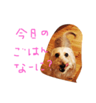 コタちゃんスタンプ（個別スタンプ：17）