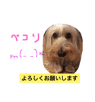 コタちゃんスタンプ（個別スタンプ：18）