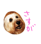 コタちゃんスタンプ（個別スタンプ：23）