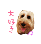 コタちゃんスタンプ（個別スタンプ：24）