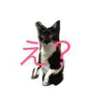 我が家の猫ちゃん達です（個別スタンプ：3）