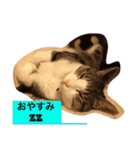我が家の猫ちゃん達です（個別スタンプ：4）