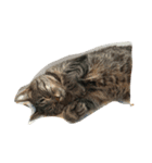 我が家の猫ちゃん達です（個別スタンプ：5）