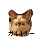 我が家の猫ちゃん達です（個別スタンプ：6）