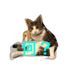 我が家の猫ちゃん達です（個別スタンプ：7）