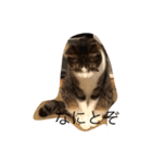 我が家の猫ちゃん達です（個別スタンプ：8）