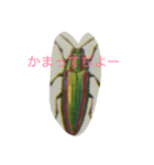 hang in there（個別スタンプ：8）