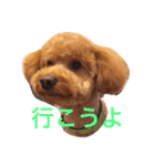 トイプードルのテディ（個別スタンプ：1）