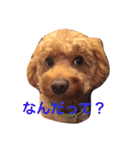 トイプードルのテディ（個別スタンプ：2）