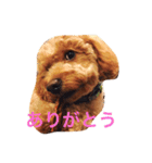 トイプードルのテディ（個別スタンプ：4）