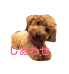 トイプードルのテディ（個別スタンプ：5）