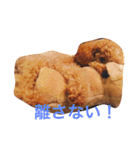 トイプードルのテディ（個別スタンプ：6）