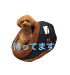 トイプードルのテディ（個別スタンプ：7）
