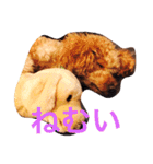 トイプードルのテディ（個別スタンプ：8）