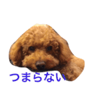 トイプードルのテディ（個別スタンプ：9）