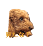 トイプードルのテディ（個別スタンプ：10）
