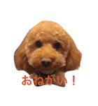 トイプードルのテディ（個別スタンプ：11）