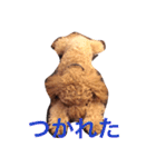 トイプードルのテディ（個別スタンプ：12）