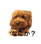 トイプードルのテディ（個別スタンプ：14）