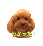 トイプードルのテディ（個別スタンプ：19）